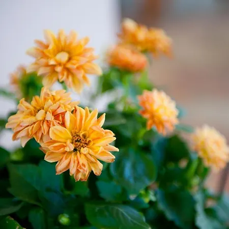 Bed and breakfast Gentarrubia