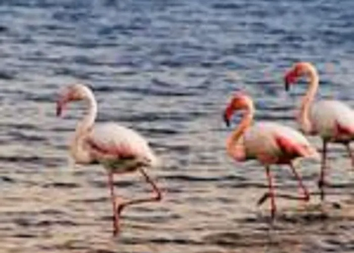 Gentarrubia Капотерра