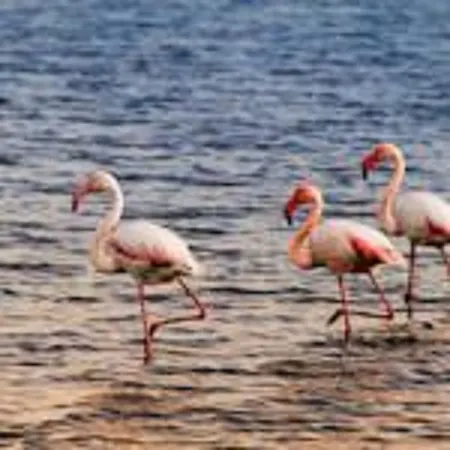 杰塔露比亚酒店 卡波特拉